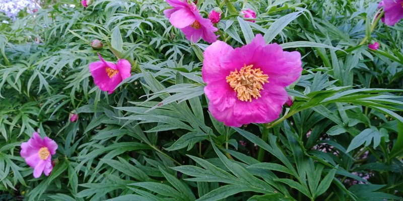 Paeonia veitchii var woodwardii Veitchi pojeng